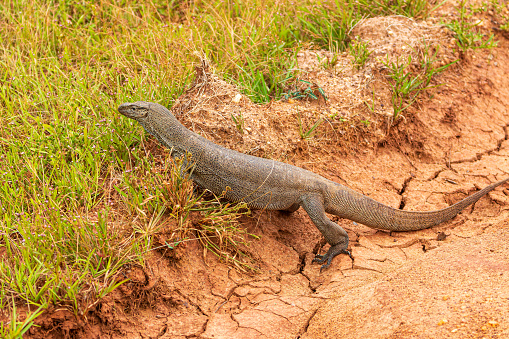 Sri Lankan Land Monitor lizard (Varanus bengalensis) in Wilpattu National Park, Sri Lanka