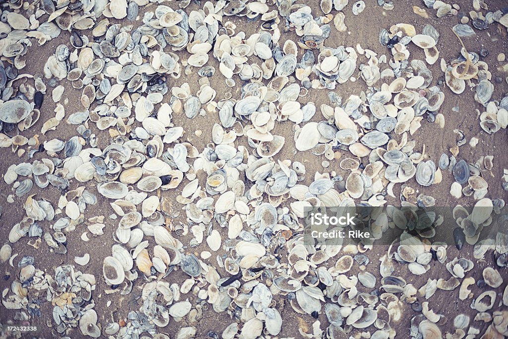 Seashells en la arena - Foto de stock de Abstracto libre de derechos