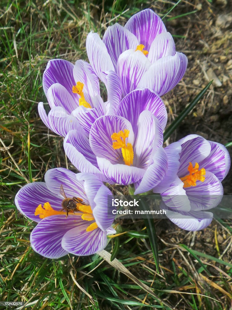 crocus de fleurs et une abeille - Photo de Abeille libre de droits