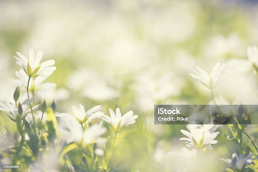 Frühling meadow - Lizenzfrei Bildschärfe Stock-Foto