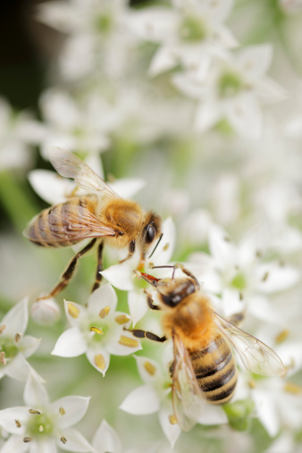 Honey bees working on garlic chive flower.
