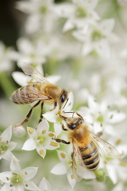 pszczoły - chive blossom zdjęcia i obrazy z banku zdjęć