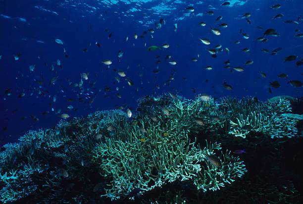 recife de coral duro - deep sea staghorn coral school of fish - fotografias e filmes do acervo