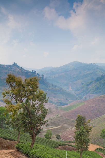 istock Tea Plantation in Thailand 172432681