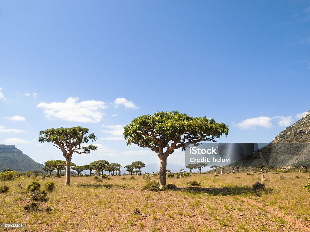 나무를 소코트라 - 로열티 프리 나무 스톡 사진