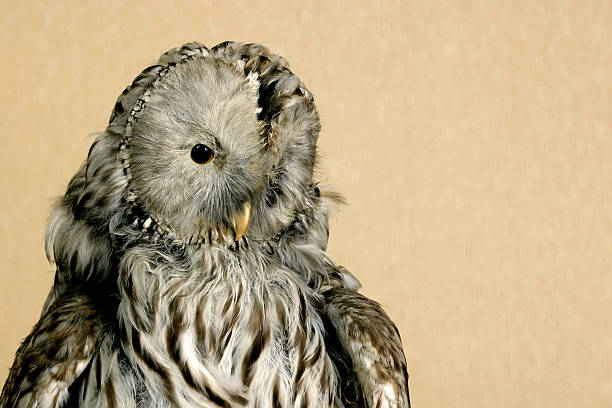 istock Scarecrow of owl 172432923