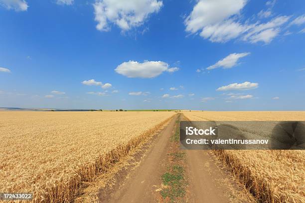 Foto de Campo De Trigo e mais fotos de stock de Agricultura - Agricultura, Campo, Cereal