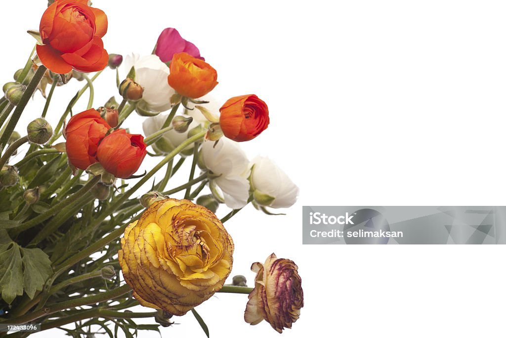 Ranunkel-Blumen auf weißem Hintergrund - Lizenzfrei Blume Stock-Foto