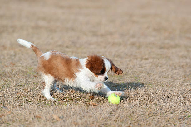 Cavalier King Charles Spaniel stock photo