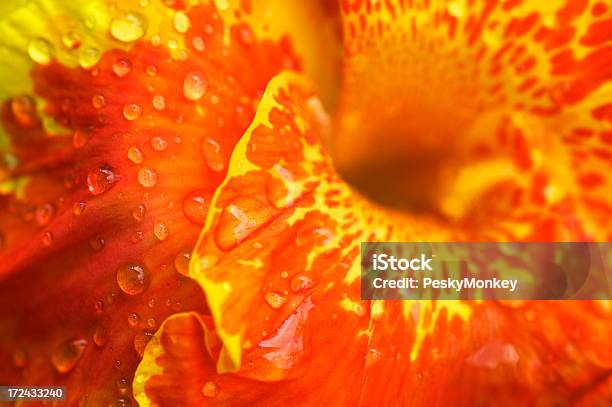 밝은 오렌지 옐로우 칸나릴리 아이리스입니다 클로즈업 물 낙하 0명에 대한 스톡 사진 및 기타 이미지 - 0명, 꽃 한송이, 꽃-식물