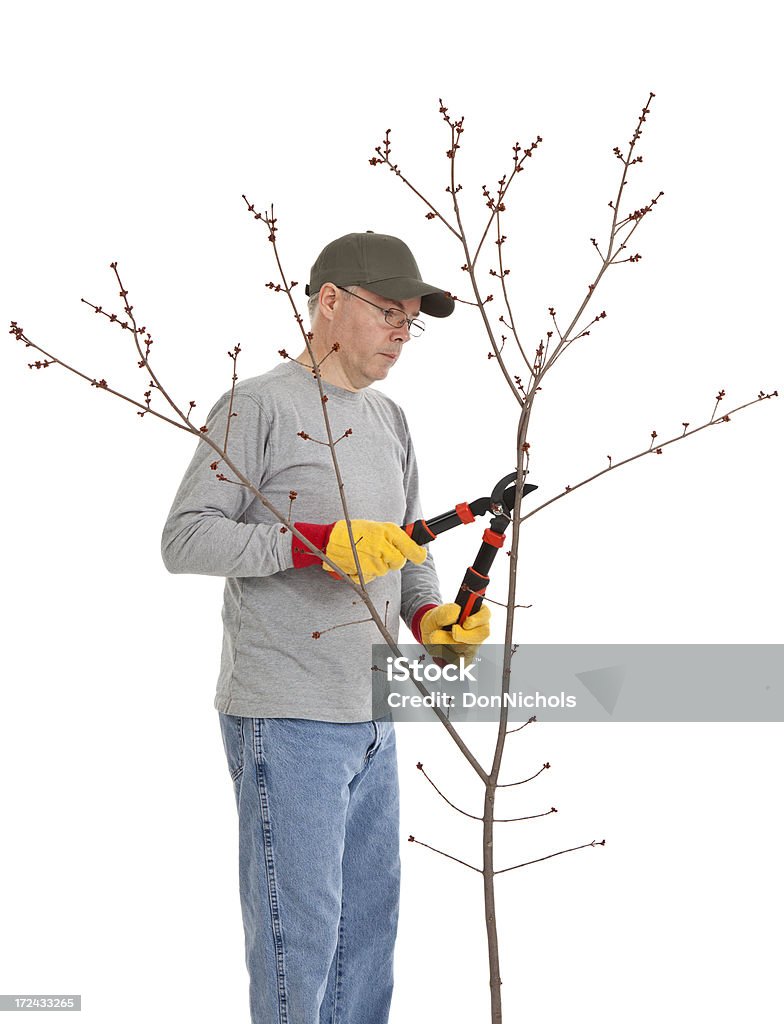 Uomo taglio un albero - Foto stock royalty-free di Acero