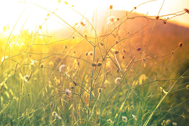 istock Sun coming through wildflowers in meadow 172433395