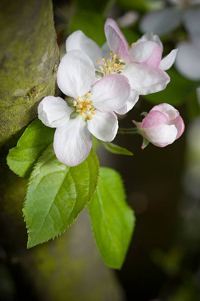 Apple Blossom stock photo