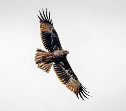 Buzzard in flight showing wingspan and underside