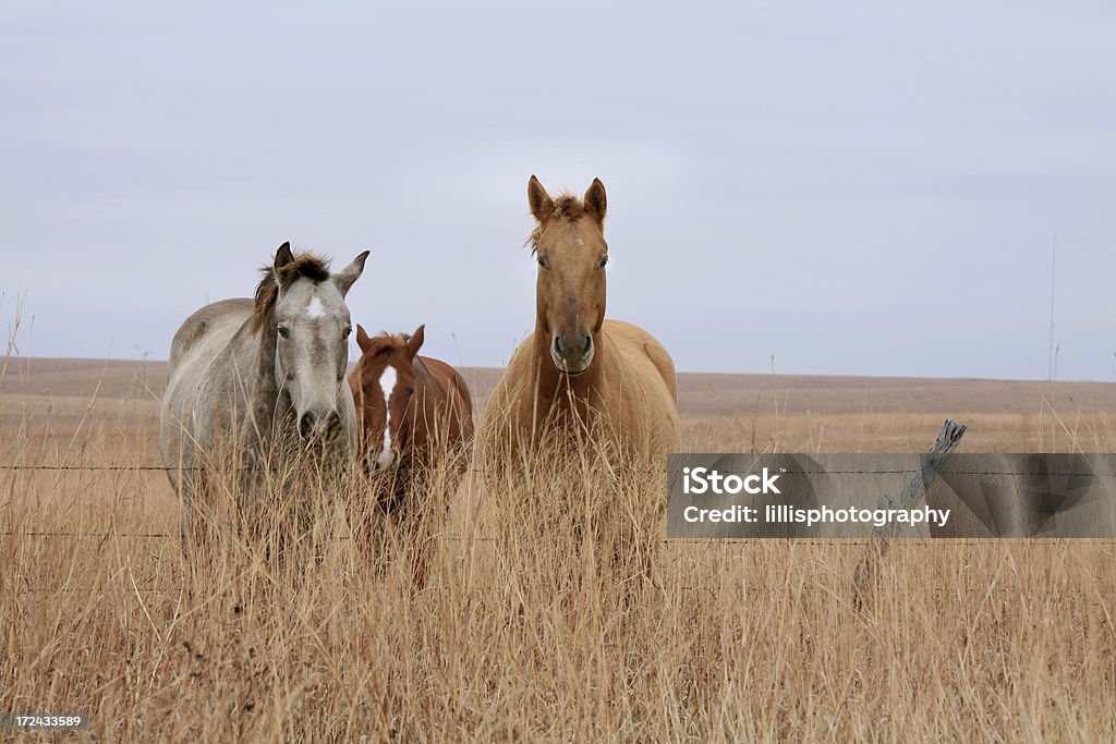 Cavalli al pascolo su Kansas Prairie - Foto stock royalty-free di Kansas