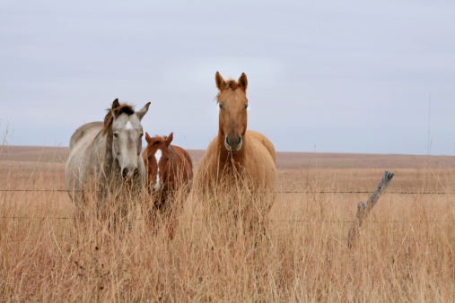 Cow Ponies Horses Kansas Prairie
