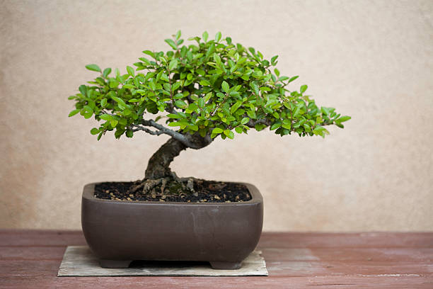 Bonsai in the garden of a cafe