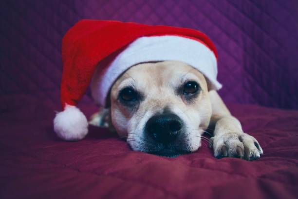 istock Dog with Santa Claus hat 1724337923
