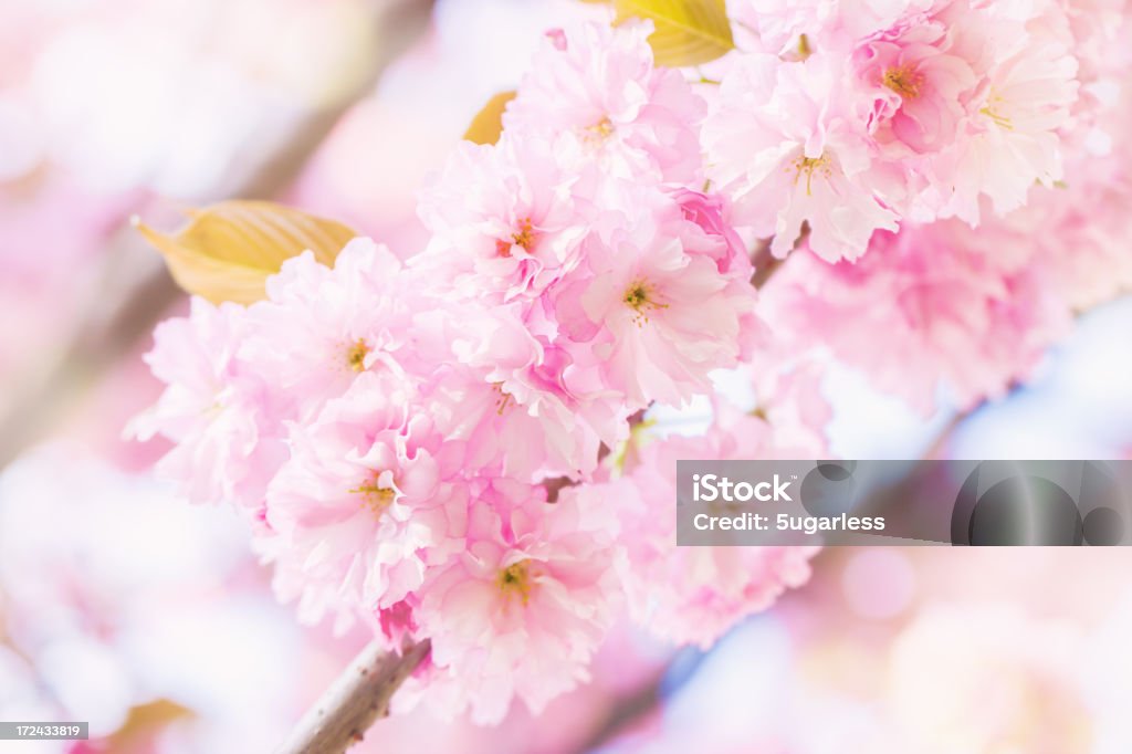 Fleurs de Sakura - Photo de Arbre en fleurs libre de droits