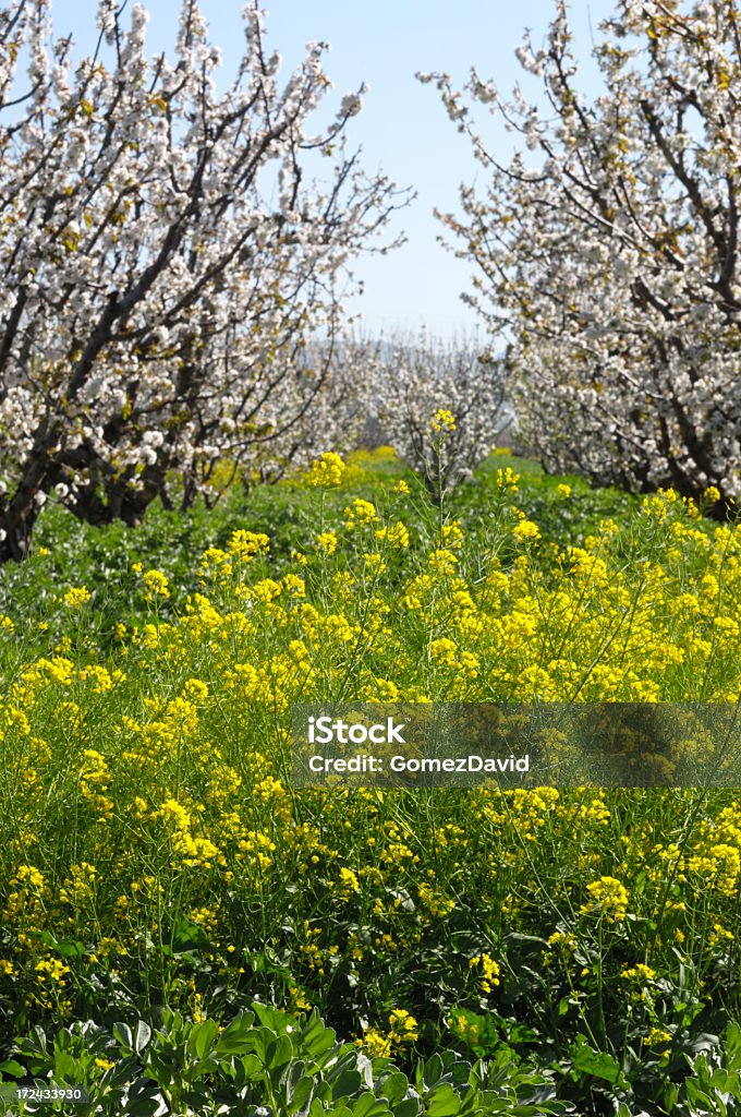 Campo de mostaza y árboles de cerezo - Foto de stock de Aire libre libre de derechos
