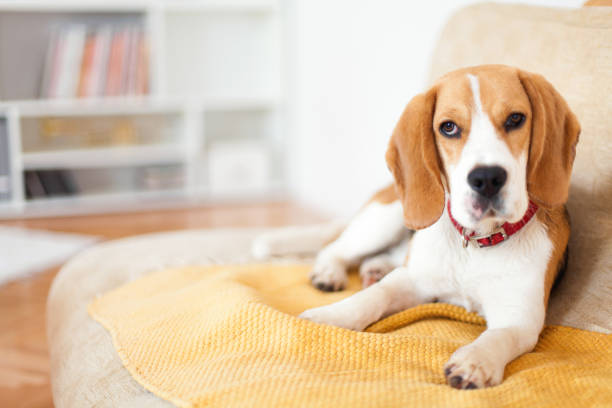 beagle in einem zimmer - obedience pets loneliness looking at camera stock-fotos und bilder