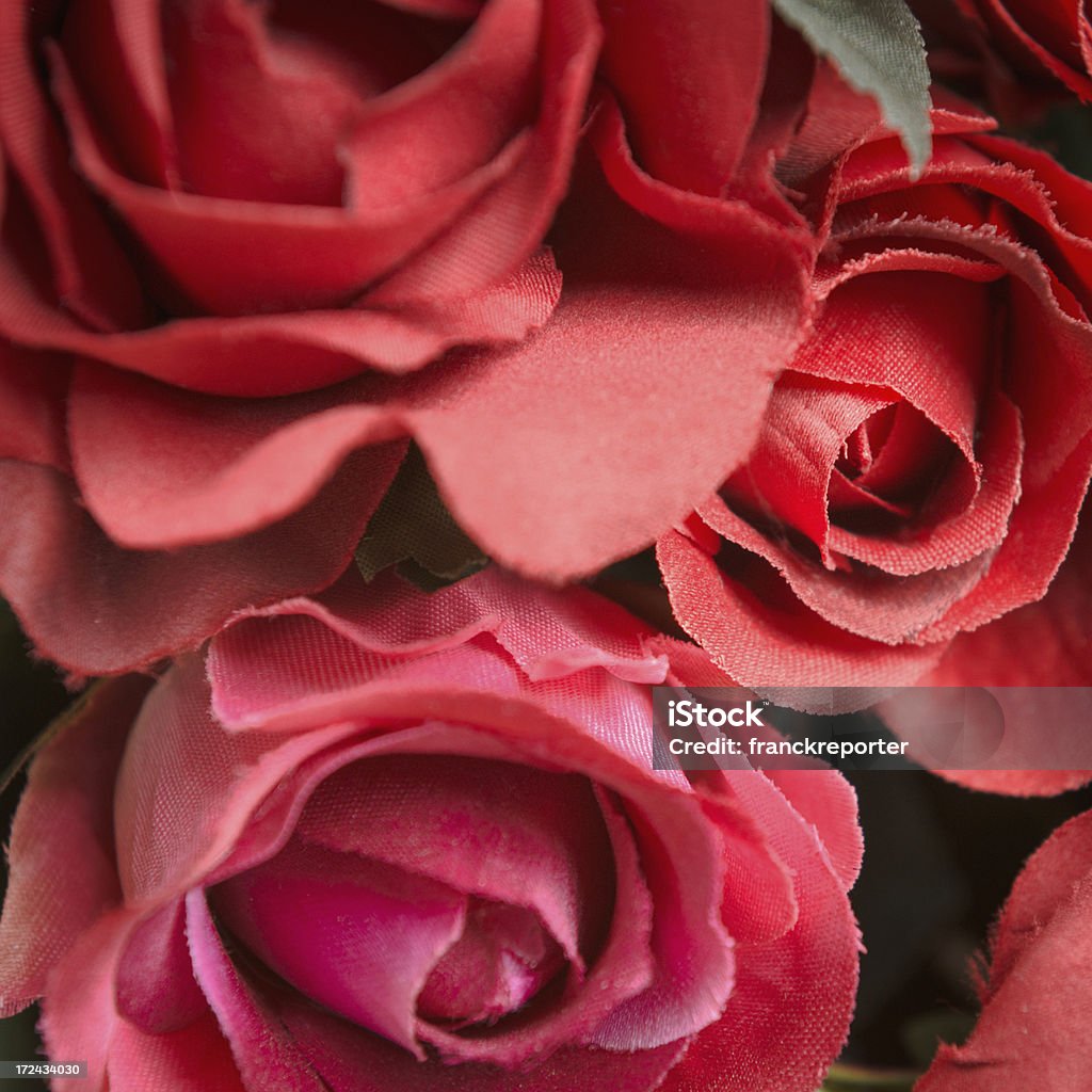 Rojo rosa flor primer plano - Foto de stock de Amor - Sentimiento libre de derechos