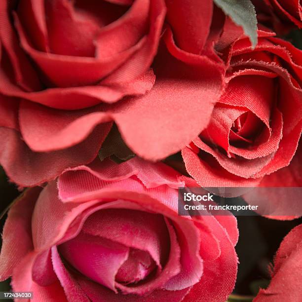 Rojo Rosa Flor Primer Plano Foto de stock y más banco de imágenes de Amor - Sentimiento - Amor - Sentimiento, Belleza, Buqué