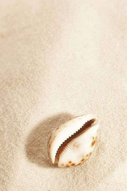 Summertime textured background with white star fish and red glass pebbles on the white sand.