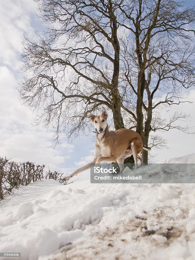 ラーチャー犬の雪 - ジャンプするのロイヤリティフリーストックフォト