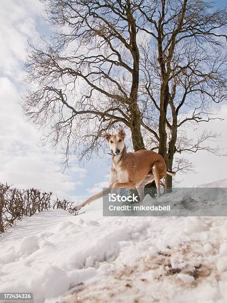 ラーチャー犬の雪 - ジャンプするのストックフォトや画像を多数ご用意 - ジャンプする, ラーチャー犬, 写真