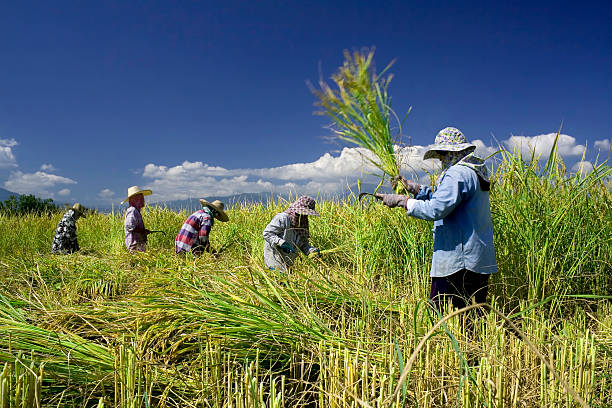 Traditional rice harvesting 5 Traditional rice harvesting of Thailand farmer. Working in rice field against strong sunlight thailand rice field stock pictures, royalty-free photos & images