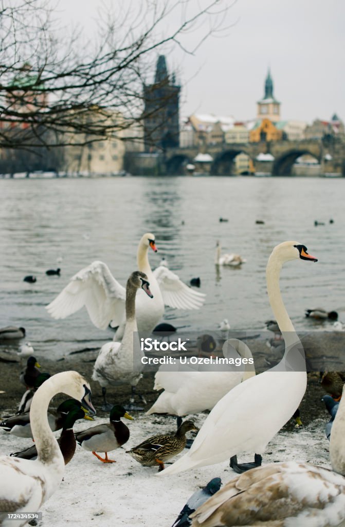 Swans, Praga. - Foto stock royalty-free di Acqua