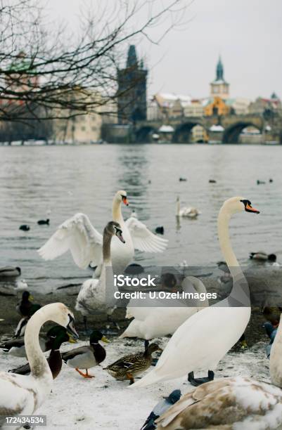 Swans Praga - Fotografias de stock e mais imagens de Ao Ar Livre - Ao Ar Livre, Capitais internacionais, Cidade