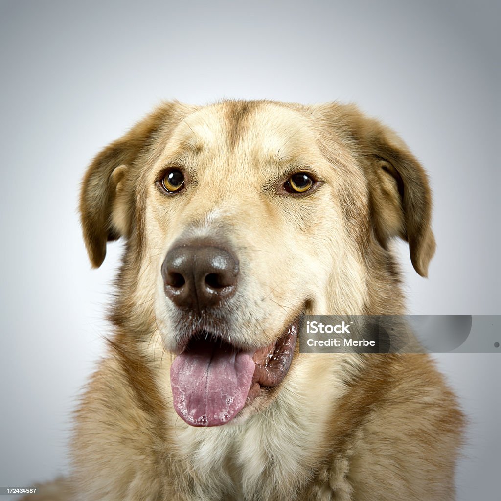 Hund Portrait - Lizenzfrei Bildung Stock-Foto