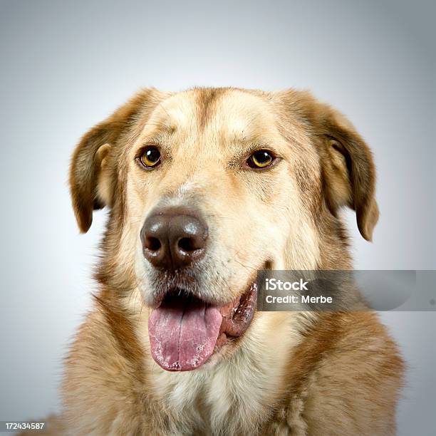 Hund Portrait Stockfoto und mehr Bilder von Bildung - Bildung, Blick in die Kamera, Braun