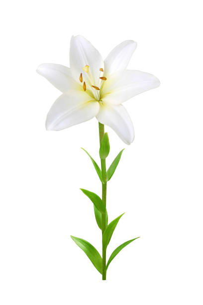 istock White lily flower on stem isolated on white 1724346432
