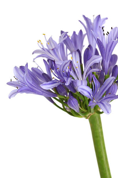 istock Nile Lily Close-up 172434790