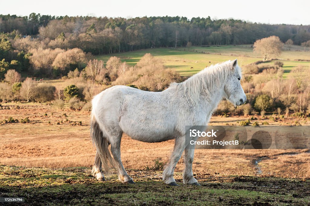 New Forest salvaje yegua - Foto de stock de Aire libre libre de derechos