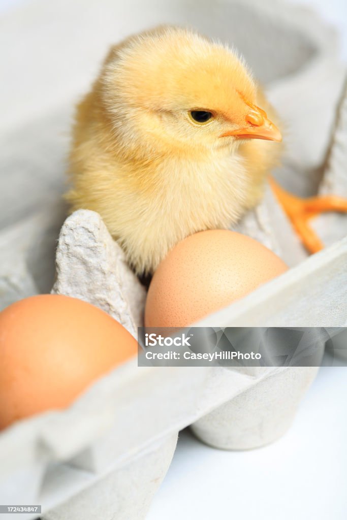 Hatched - Foto de stock de Cartón de huevos libre de derechos