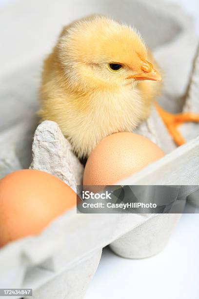 Hatched Foto de stock y más banco de imágenes de Cartón de huevos - Cartón de huevos, Pájaro Joven, Salida de un huevo