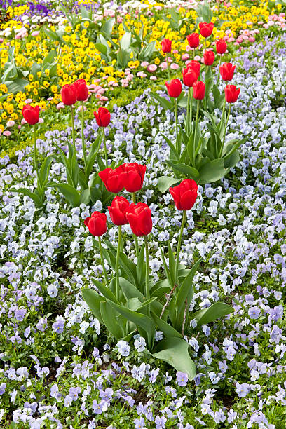 flores no parque - tulip flower tree beet imagens e fotografias de stock