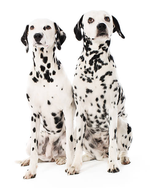 istock Portrait of a two purebred dalmatian 172435098