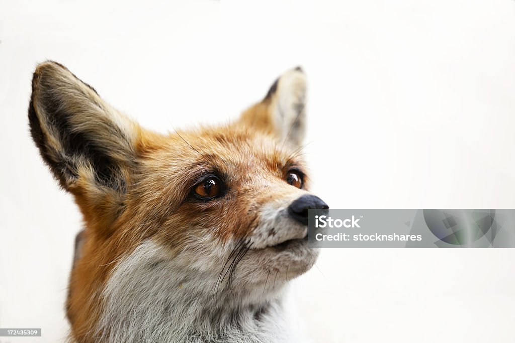 Fox Cabeça - Royalty-free Animal Foto de stock