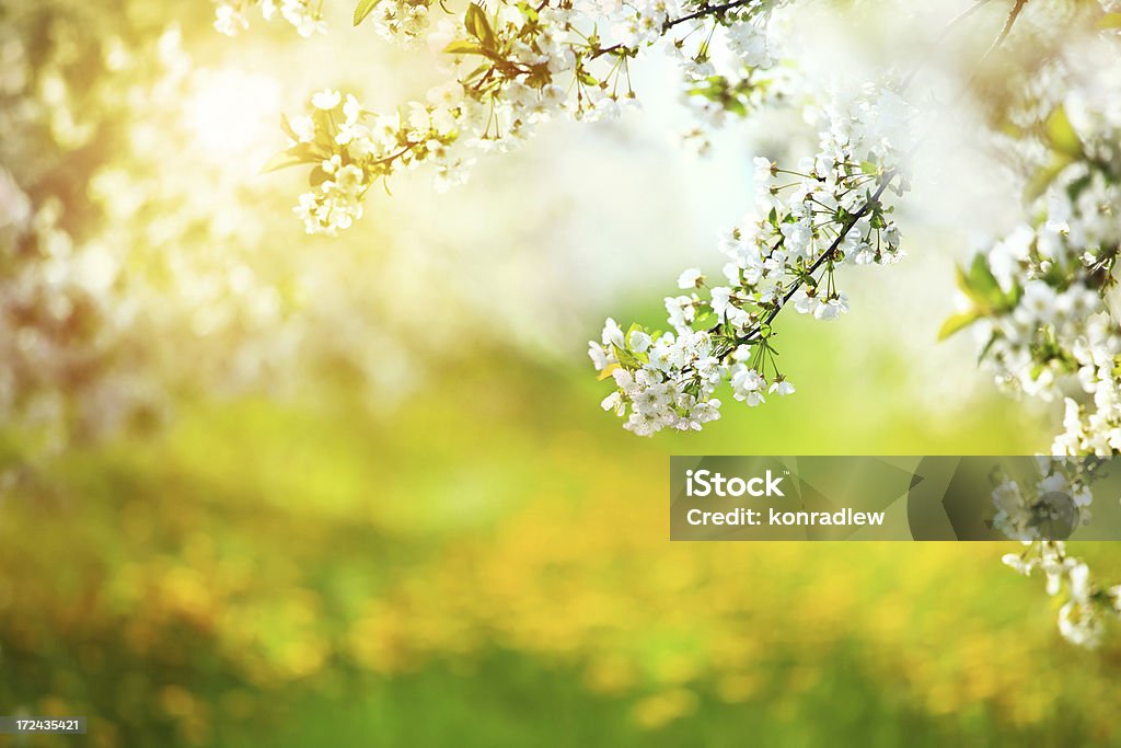 Sunny Sad-wiosną kwitnące Drzewo XXXL - Zbiór zdjęć royalty-free (Biały)