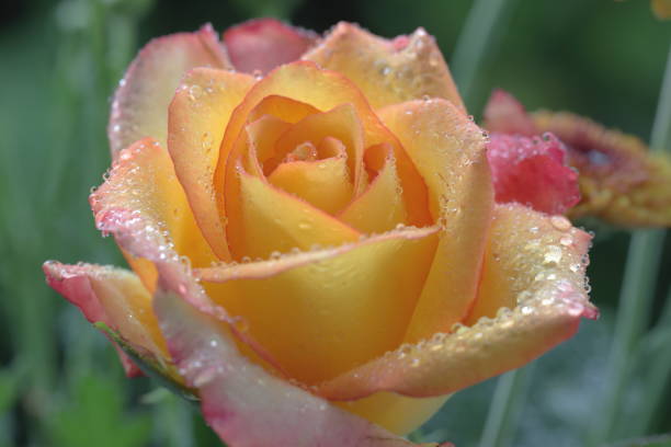 istock Beautiful rose flower on natural background 1724354354