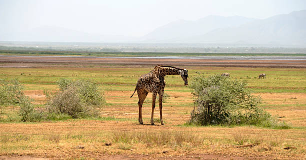 girafa - lake manyara national park - fotografias e filmes do acervo