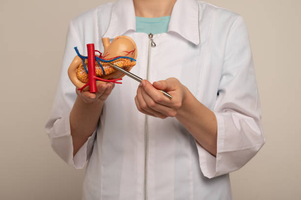 istock Doctor showing pen on plastic model human pancreas closeup 1724357505
