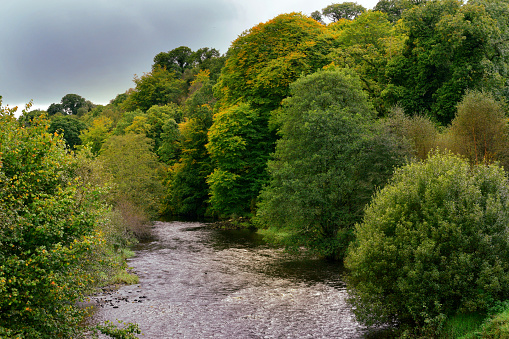 Autumn leaves starting to change colour on the trees of Red Brae wood on the bank of the Faughan. Derry Northern Ireland