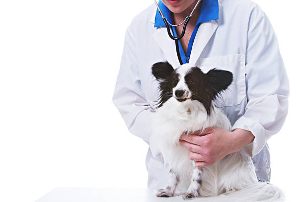 istock Veterinarian with Dog 172435789