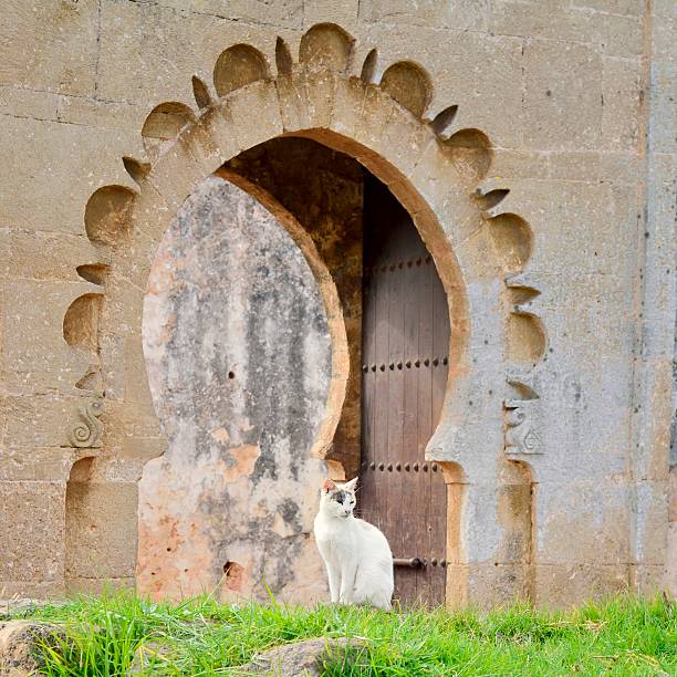 Yet Another Cat Just what iStock needs, another cat. But this one is special, it is front of a door reflecting moorish architecture in the Chellah, or Roman ruins, in Rabat, Morocco. sala colonia stock pictures, royalty-free photos & images